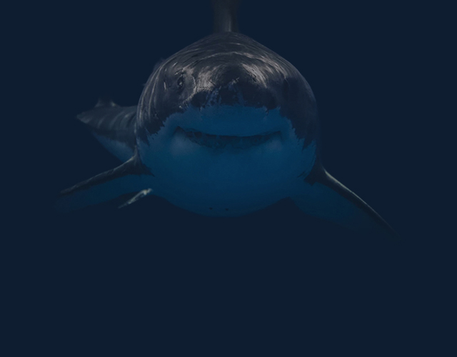 Sharks and Partners Hero Image