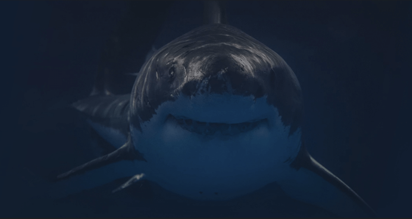 Sharks and Partners Hero Image